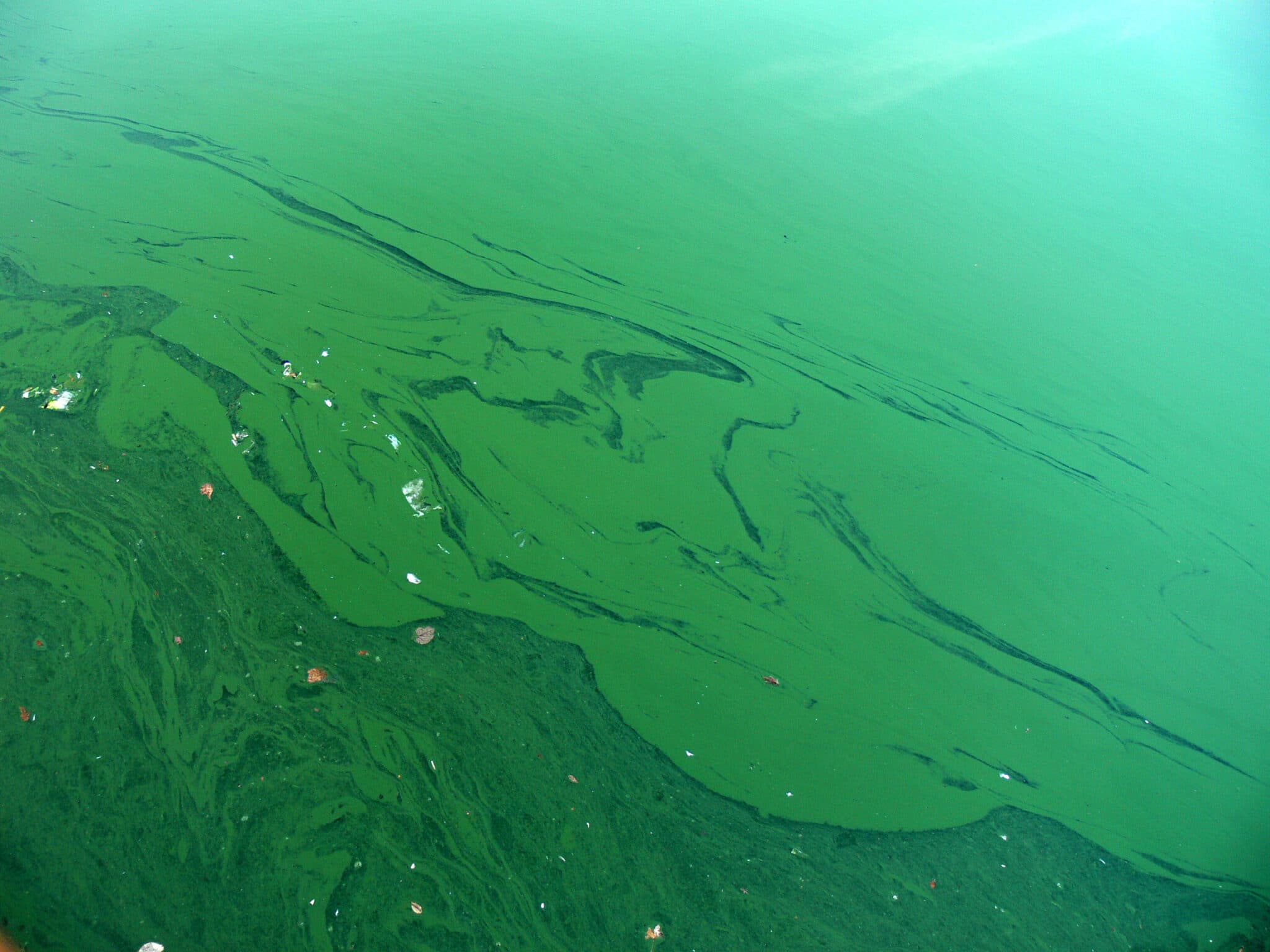  Ứng dụng Calcium Hypochlorite xử lý tảo trong nước thuỷ sản
