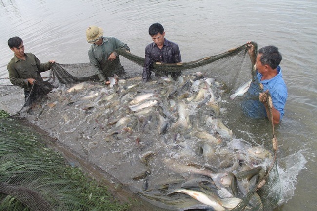 Tình trạng xử lý nước ao nuôi cá ngày nay như thế nào?