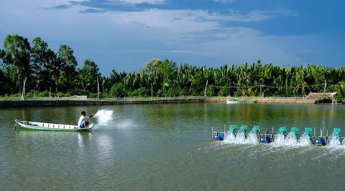 Rải vôi xuống ao tôm