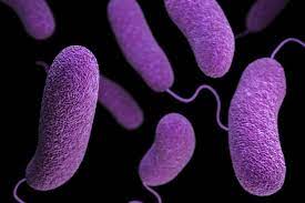 Vi khuẩn gây bệnh phát sáng Vibrio 