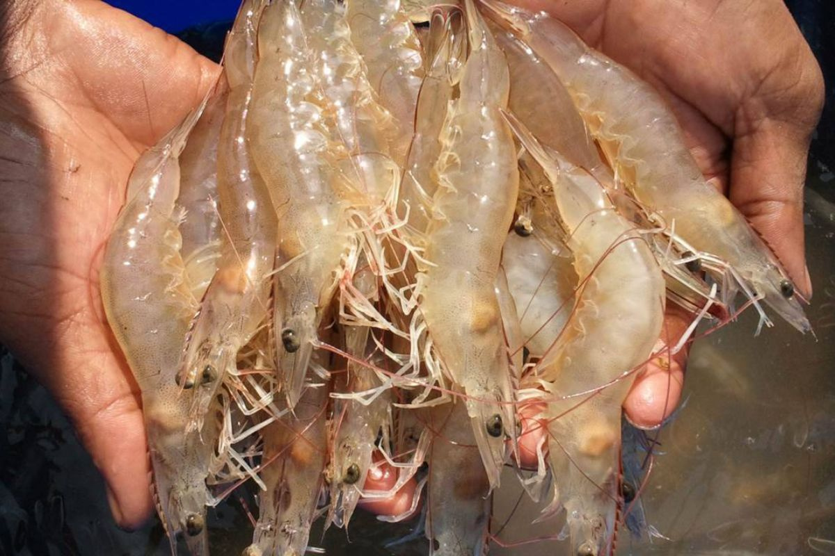 Lưu ý khi bổ sung khoáng cho tôm