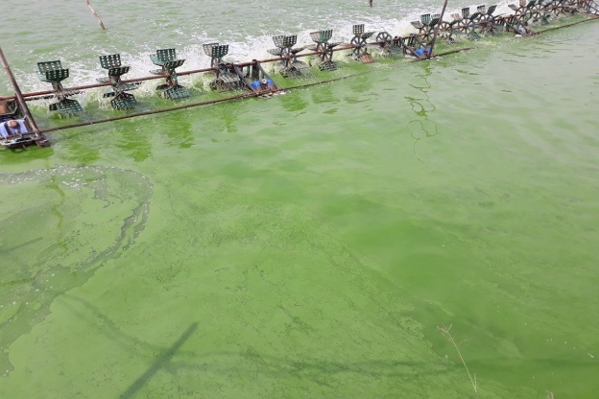 Gây màu nước trong ao nuôi tôm