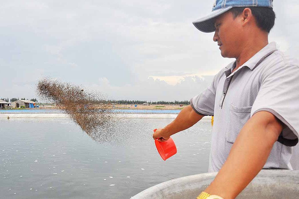 Cho tôm ăn với lượng thức ăn phù hợp