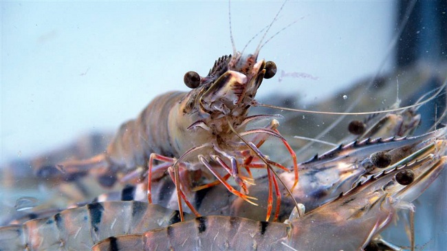 Thu hoạch tôm thương phẩm khi đủ thời gian và trọng lượng mong muốn