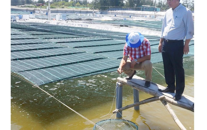Cho tôm ăn trên sàng để dễ kiểm soát và điều chỉnh lượng thức ăn