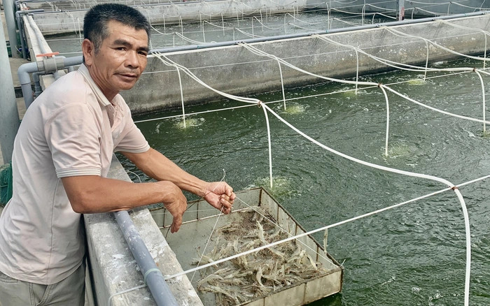 Lưu ý khi nuôi tôm trong bể xi măng