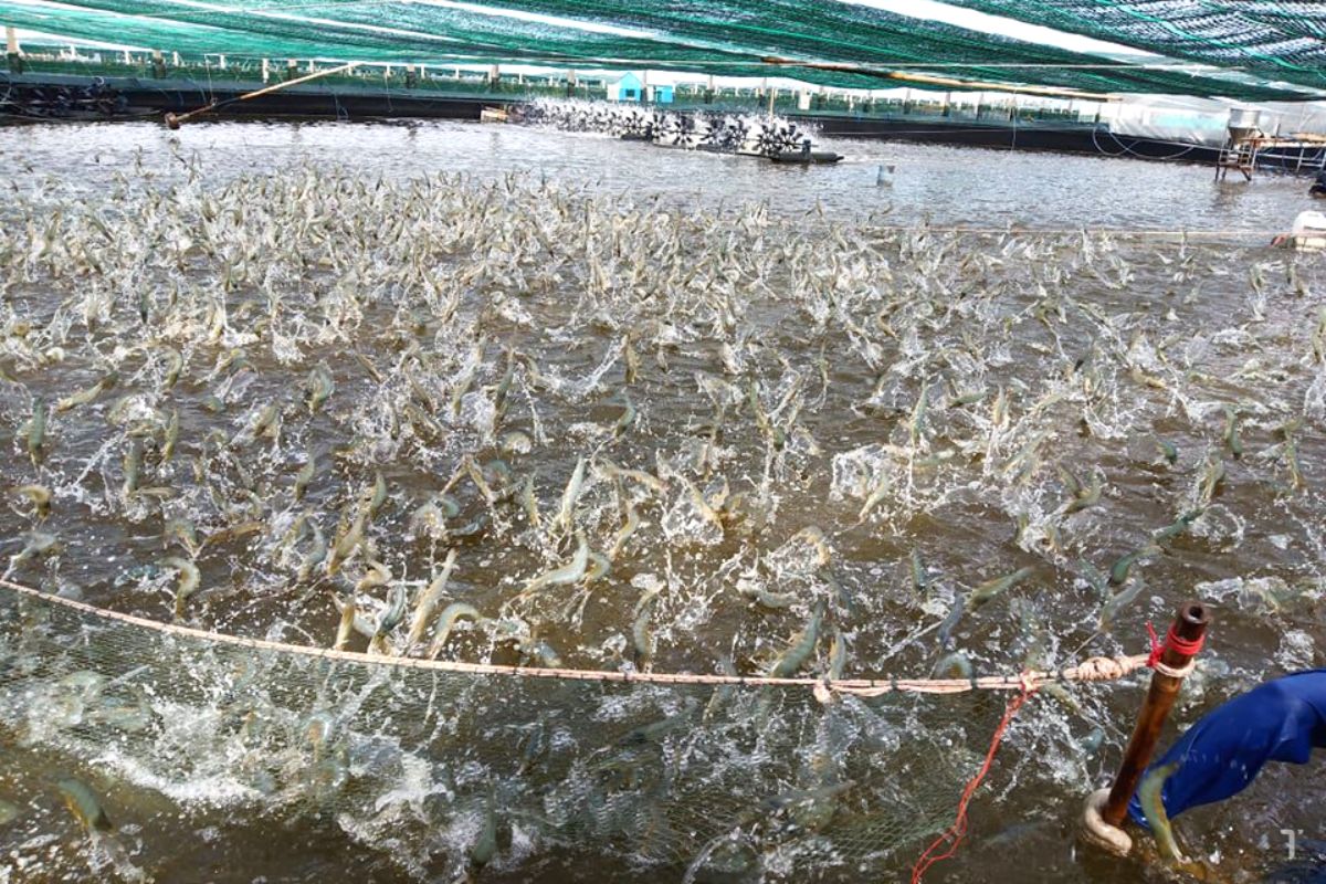 Quản lý ao nuôi tôm giúp đảm bảo vụ mùa thành công