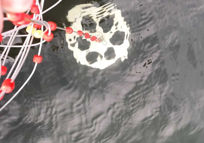 Đo độ trong bằng địa Secchi