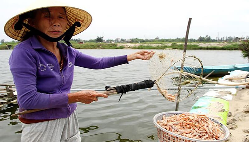 Sau các cơn mưa lớn, hiện tượng tôm chết thường xảy ra
