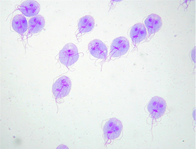 Hình ảnh vi khuẩn Giardia lamblia