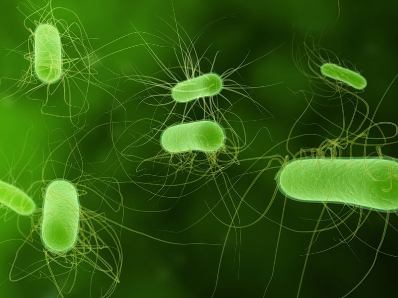 Vi khuẩn E.Coli