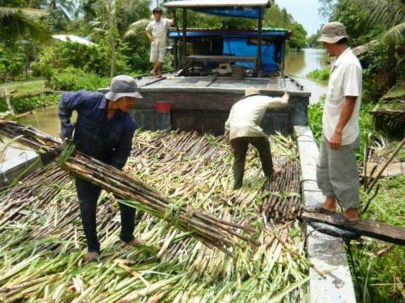 Ứng dụng trong xử lý nước thải từ ngành sản xuất mía đường