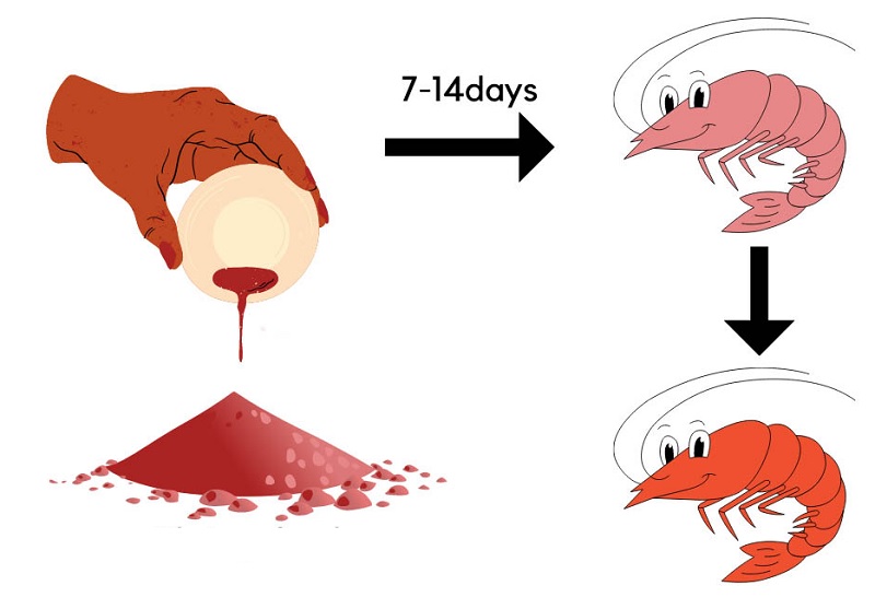 Bổ sung Astaxanthin giúp tôm khỏe mạnh, có màu sắc đẹp