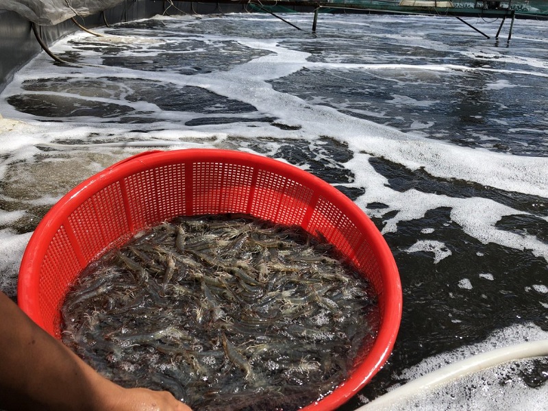 Hàm lượng Magie trong nước ảnh hưởng sức khỏe tôm