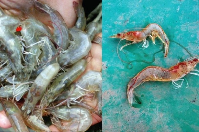 Thức ăn không đủ Magie cũng dẫn tới tôm bị bệnh