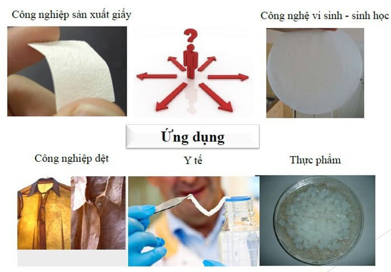 Cellulose được ứng dụng rất nhiều trong đời sống