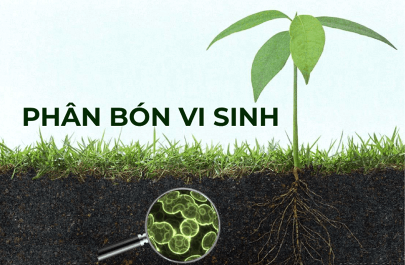 Phân bón vi sinh