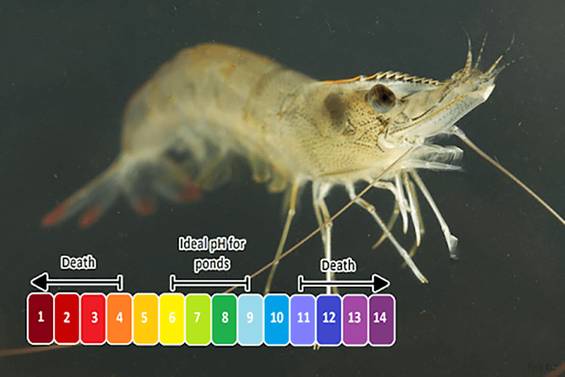 độ pH nước nuôi tôm là gì?