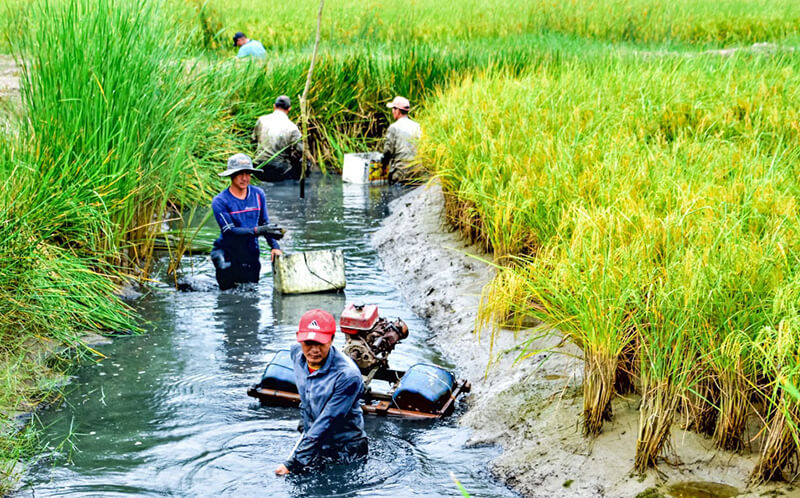 Kỹ thuật nuôi tôm càng xanh trên ruộng lúa