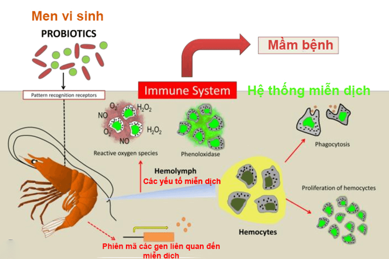 Cơ chế hoạt động của men vi sinh