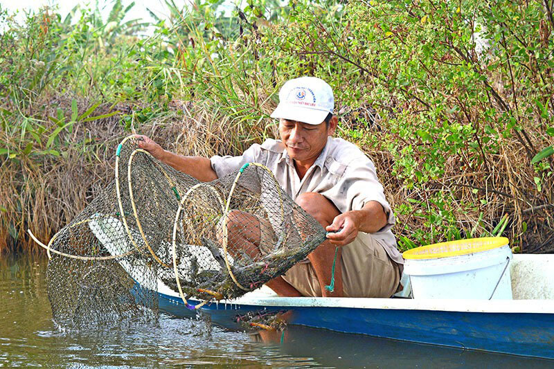 Kỹ thuật nuôi tôm quảng canh cải tiến