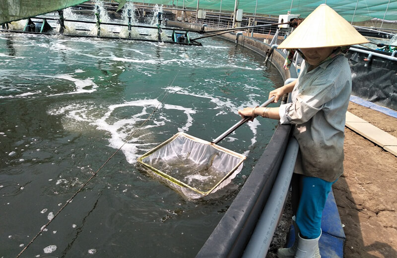 Kỹ thuật nuôi tôm thâm canh