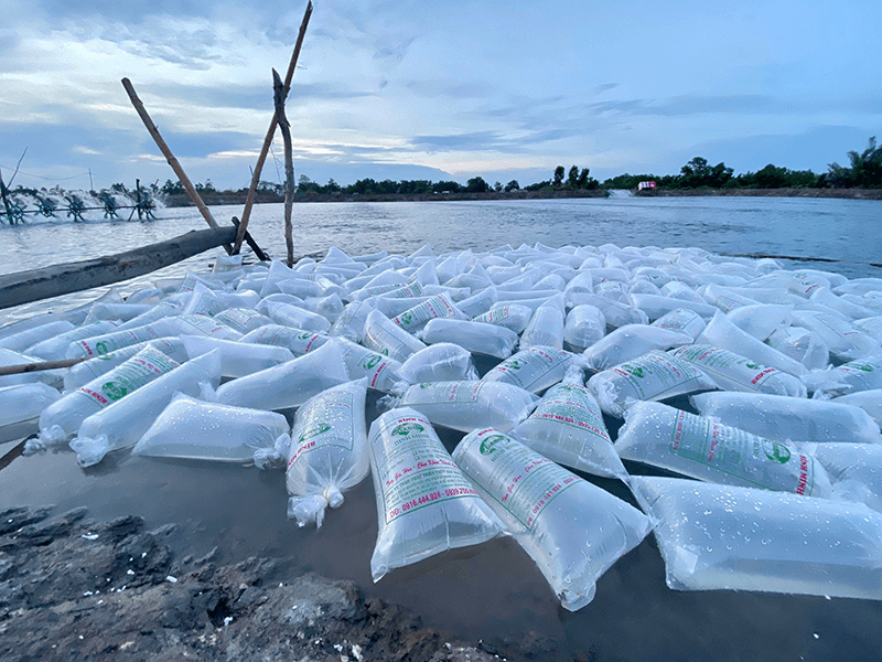 Cách thả tôm giống