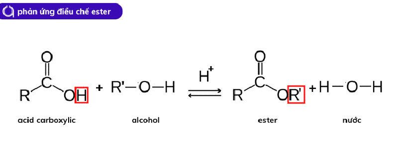 phản ứng este