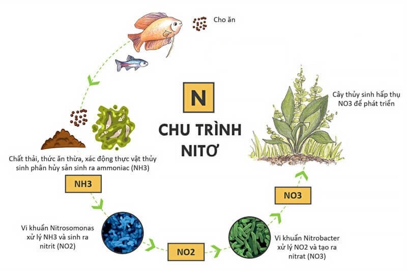 Tiêu chuẩn cho phép về hàm lượng NO3 an toàn nhất