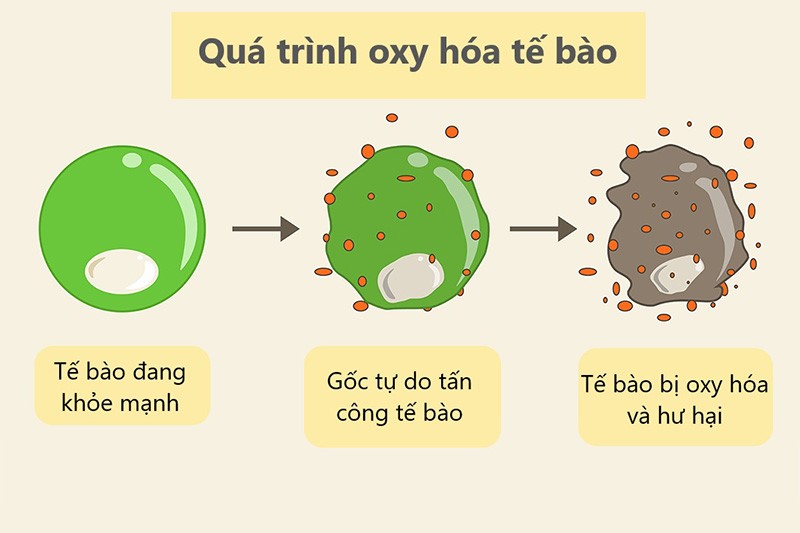 Quá trình oxy hoá ở tế bào