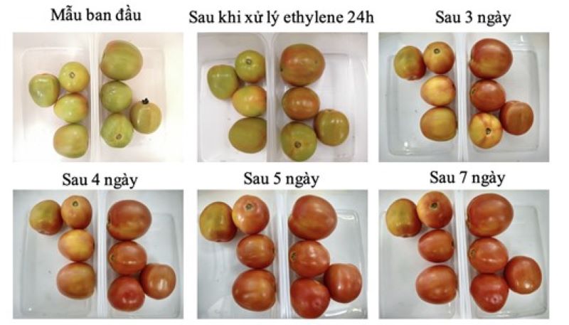 Etilen giúp trái cây chín nhanh và đều hơn