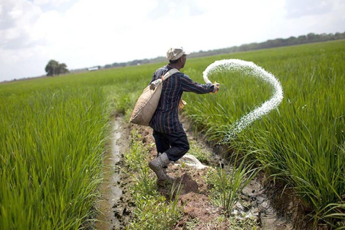 Cách bón phân Kali đúng và hiệu quả