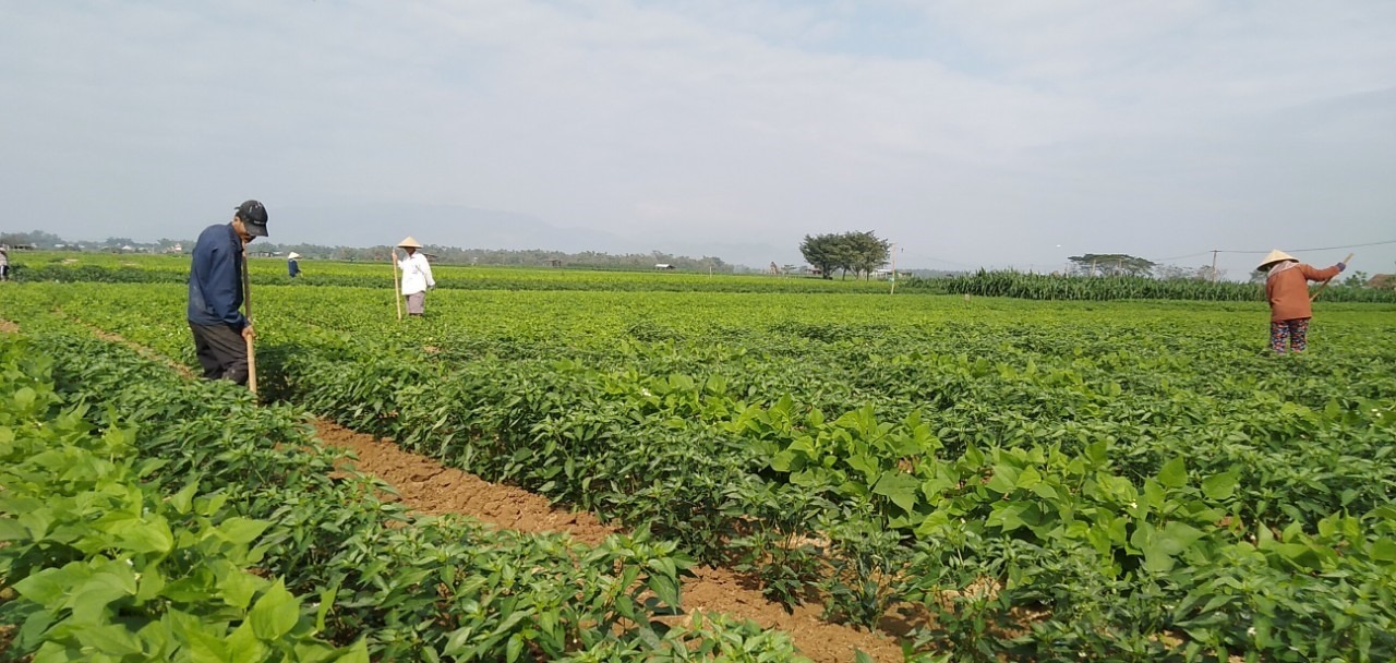 Đất phù sa: Đặc điểm nổi bật và các loại cây trồng phù hợp