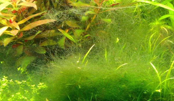Rong rêu là gì? Đặc điểm, điều kiện sinh trưởng, ứng dụng